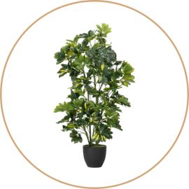 Flores y Plantas de Decoración