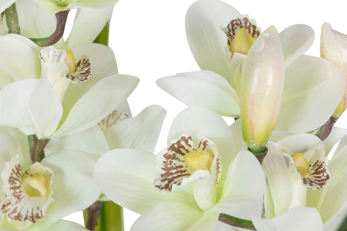 Orchidea Plant cymbidium 60x60x100 cm