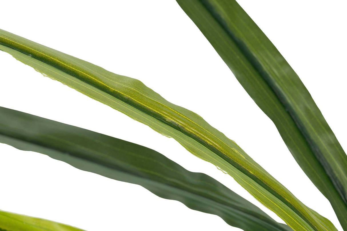 Orchidea Plant cymbidium 60x60x100 cm