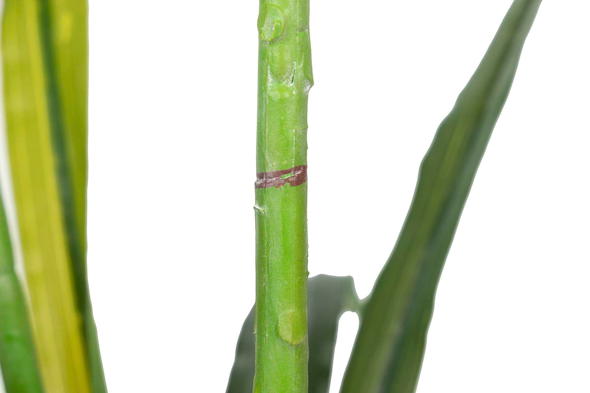 Orchidea Plant cymbidium 60x60x100 cm