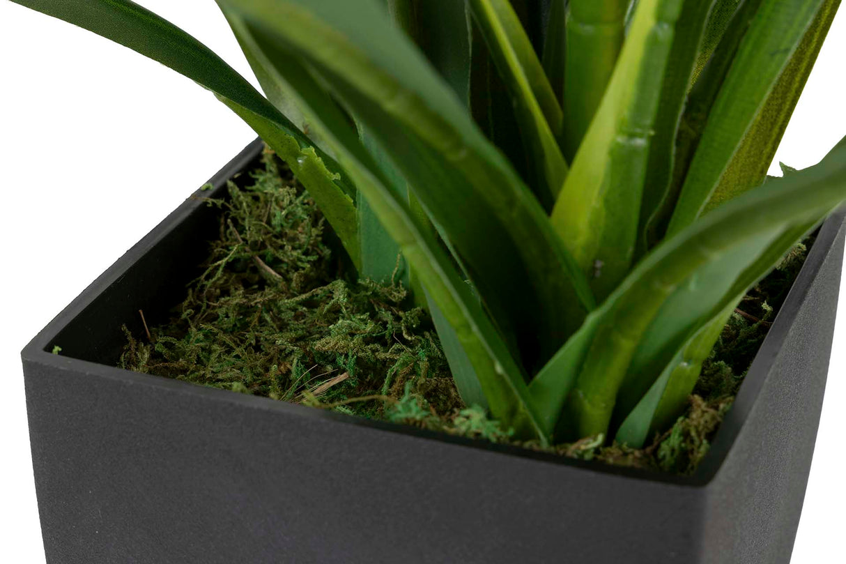 Orchidea Plant cymbidium 60x60x100 cm