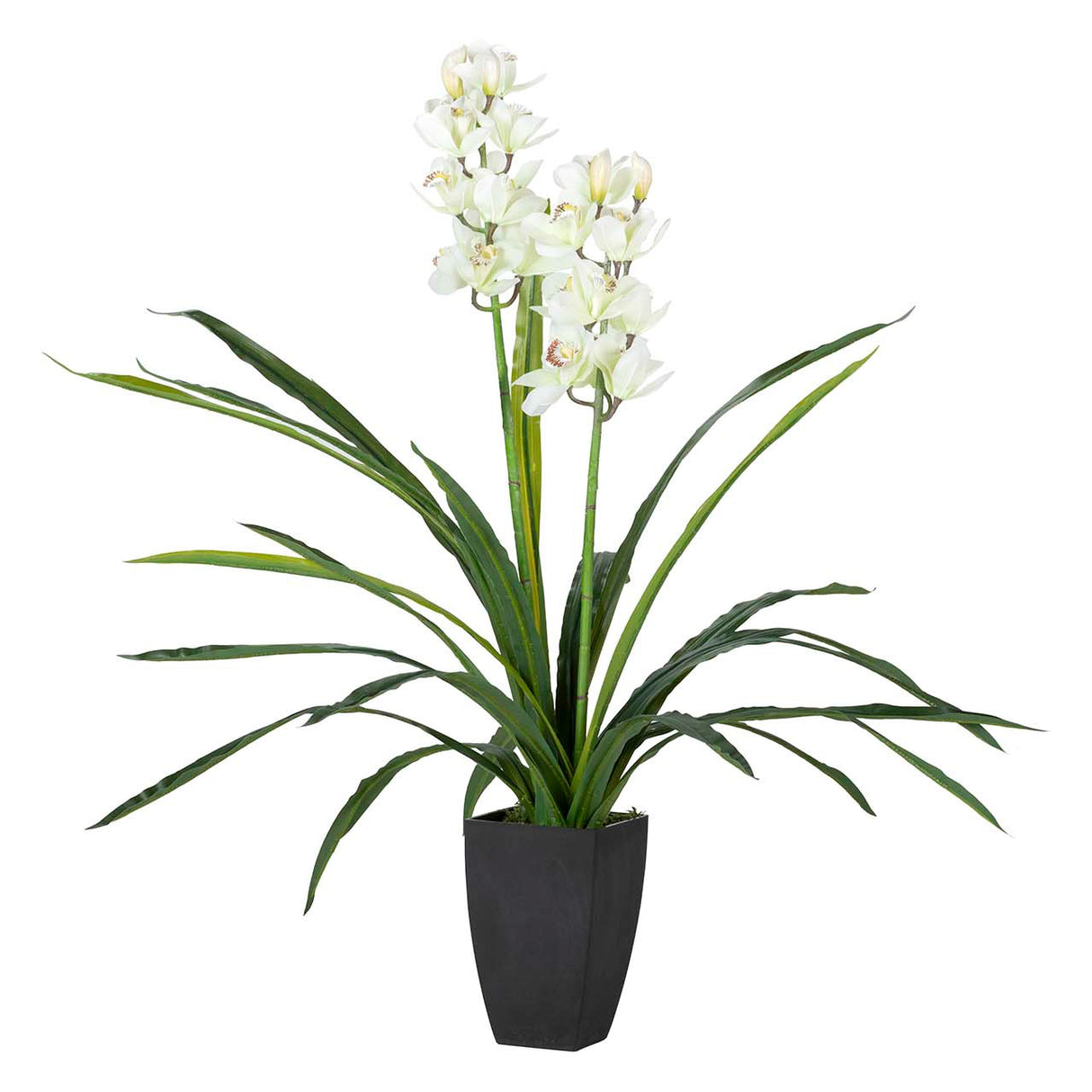 Orchidea Plant cymbidium 60x60x100 cm