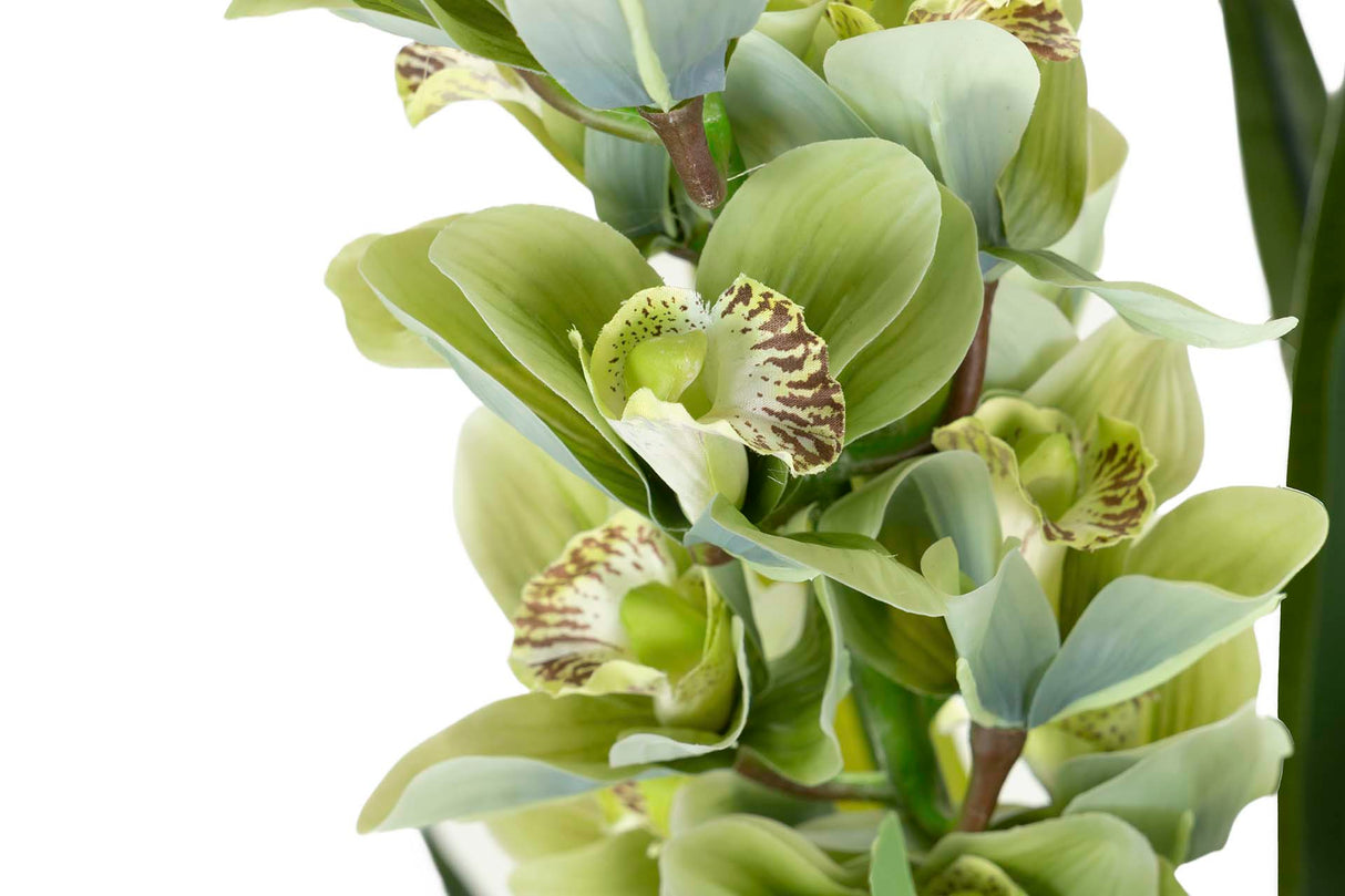 Orchidea Plant cymbidium 70x70x110 cm