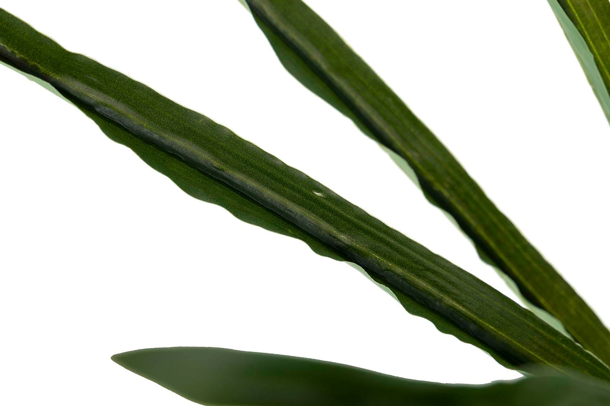 Orchidea Plant cymbidium 70x70x110 cm