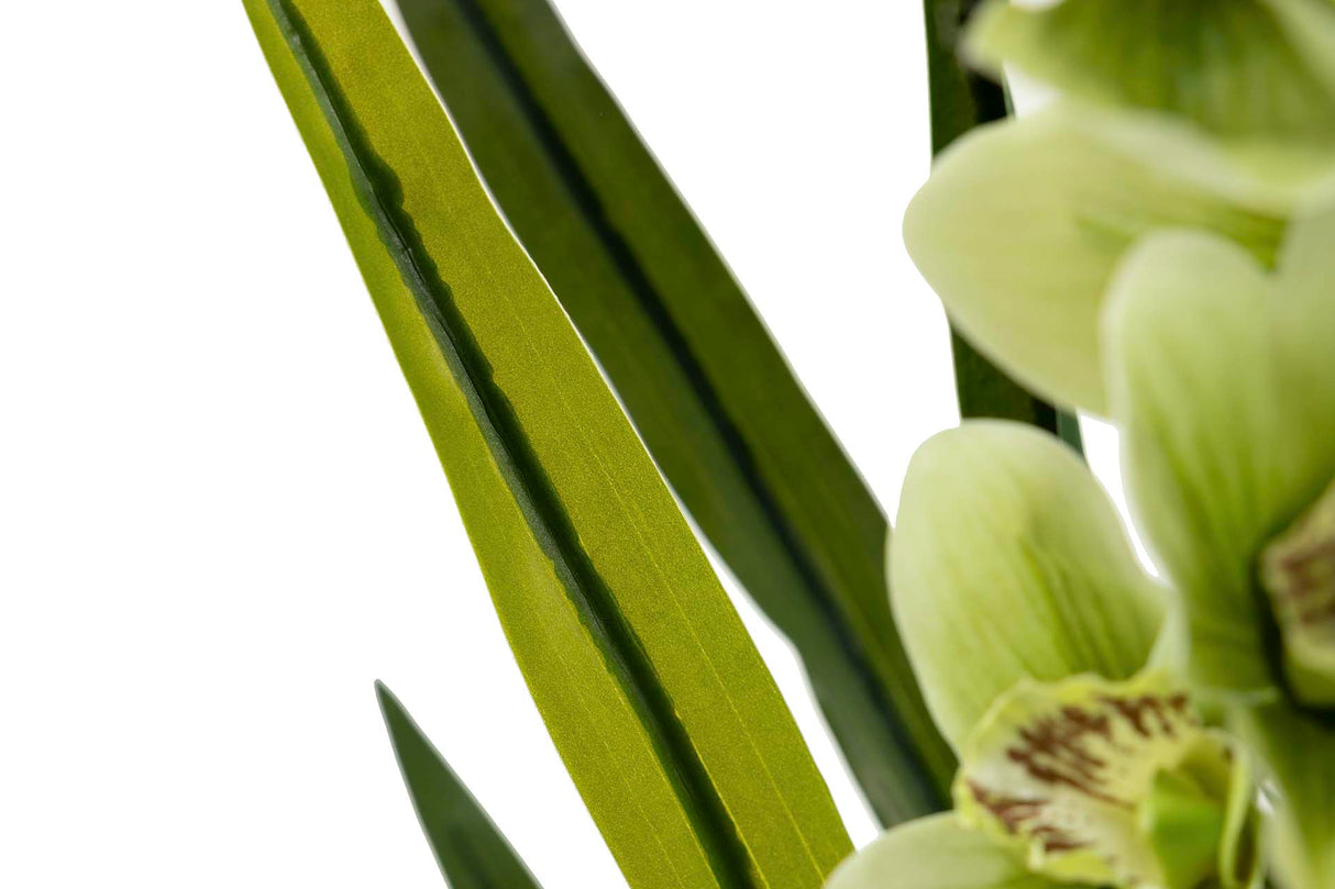 Orchidea Plant cymbidium 70x70x110 cm