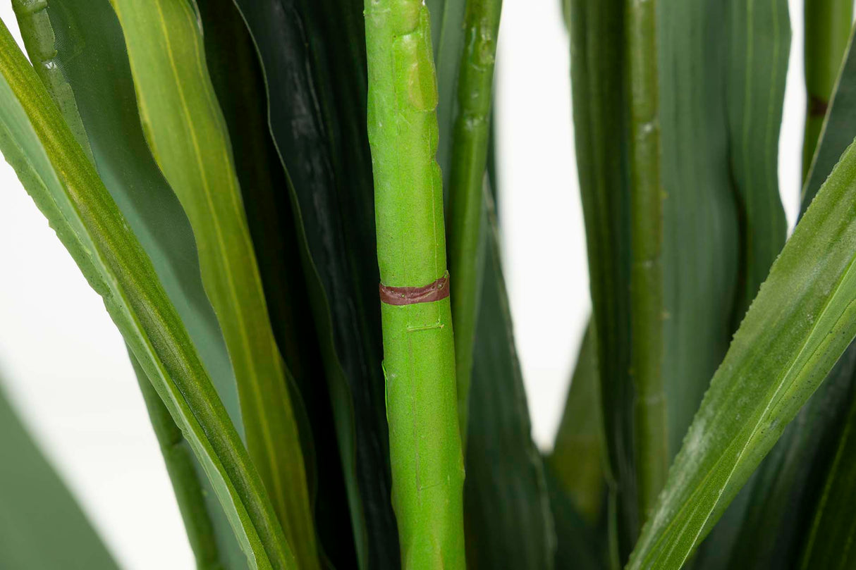 Orchidea Plant cymbidium 70x70x110 cm