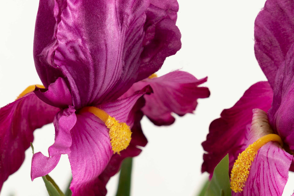 Cattleya Orchid Plant 60x60x70 cm