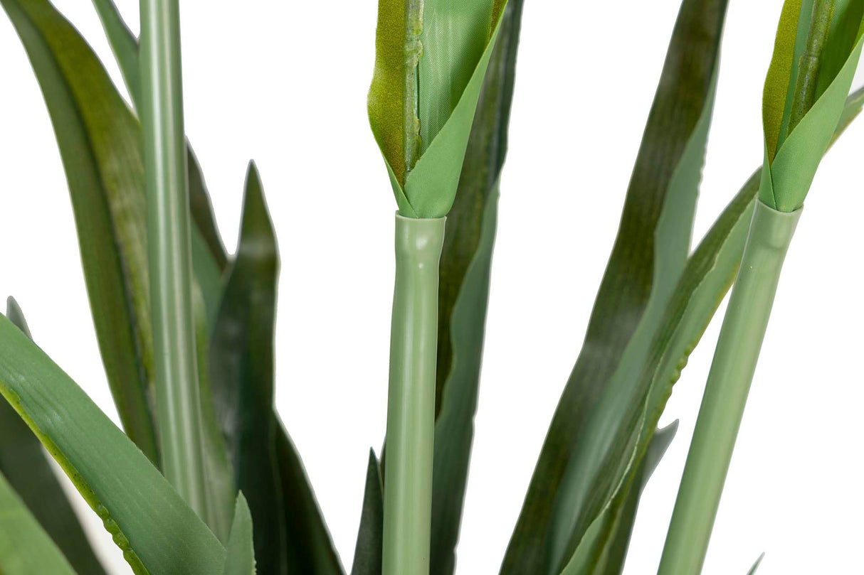 Cattleya Orchid Plant 60x60x70 cm