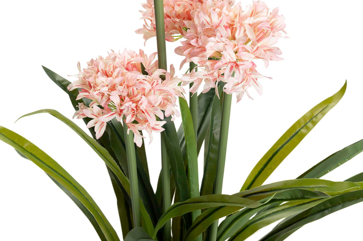 Narciso 70x70x100 cm plante