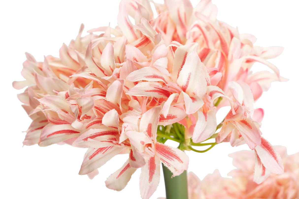 Narciso 70x70x100 cm plante