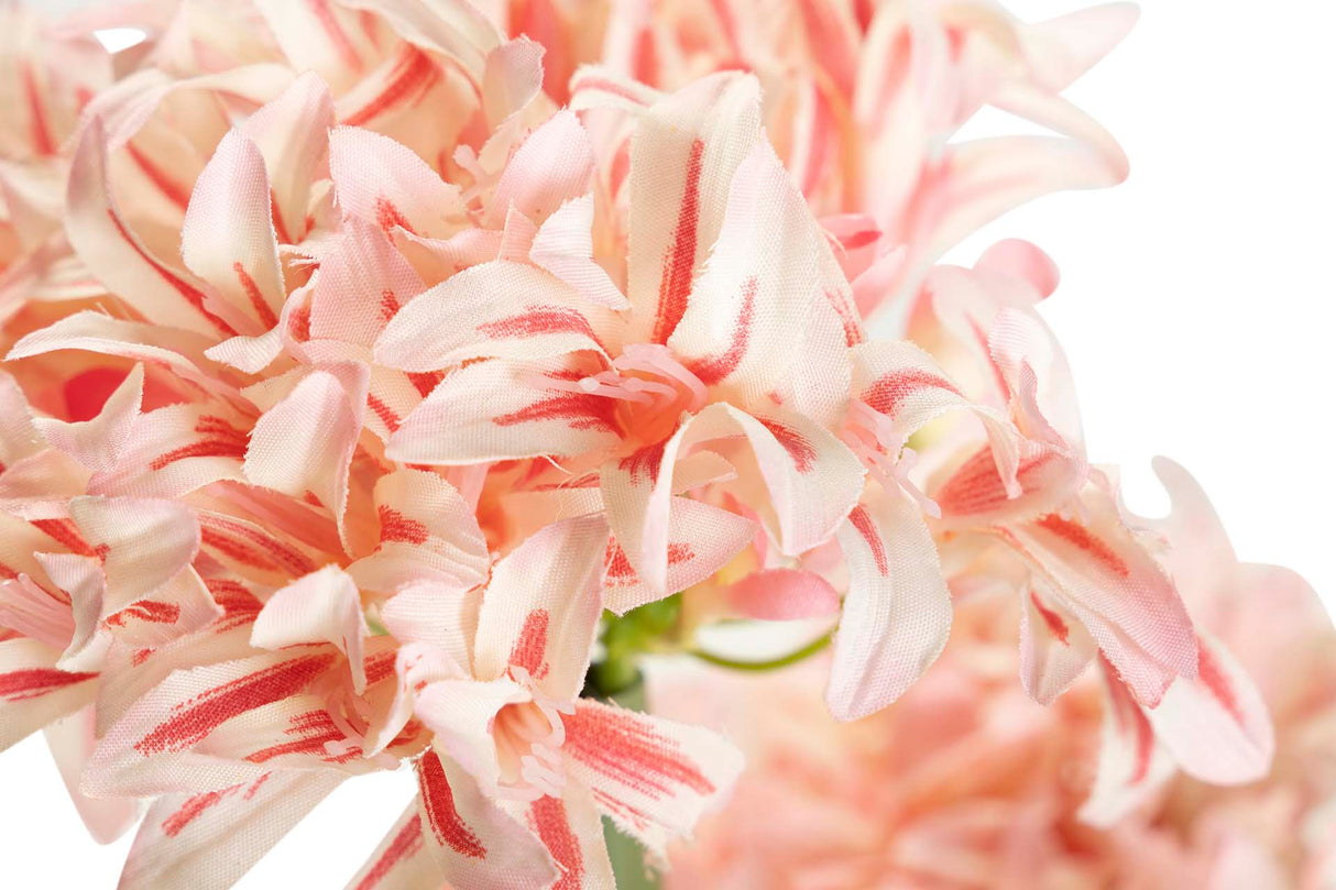 Narciso 70x70x100 cm plante