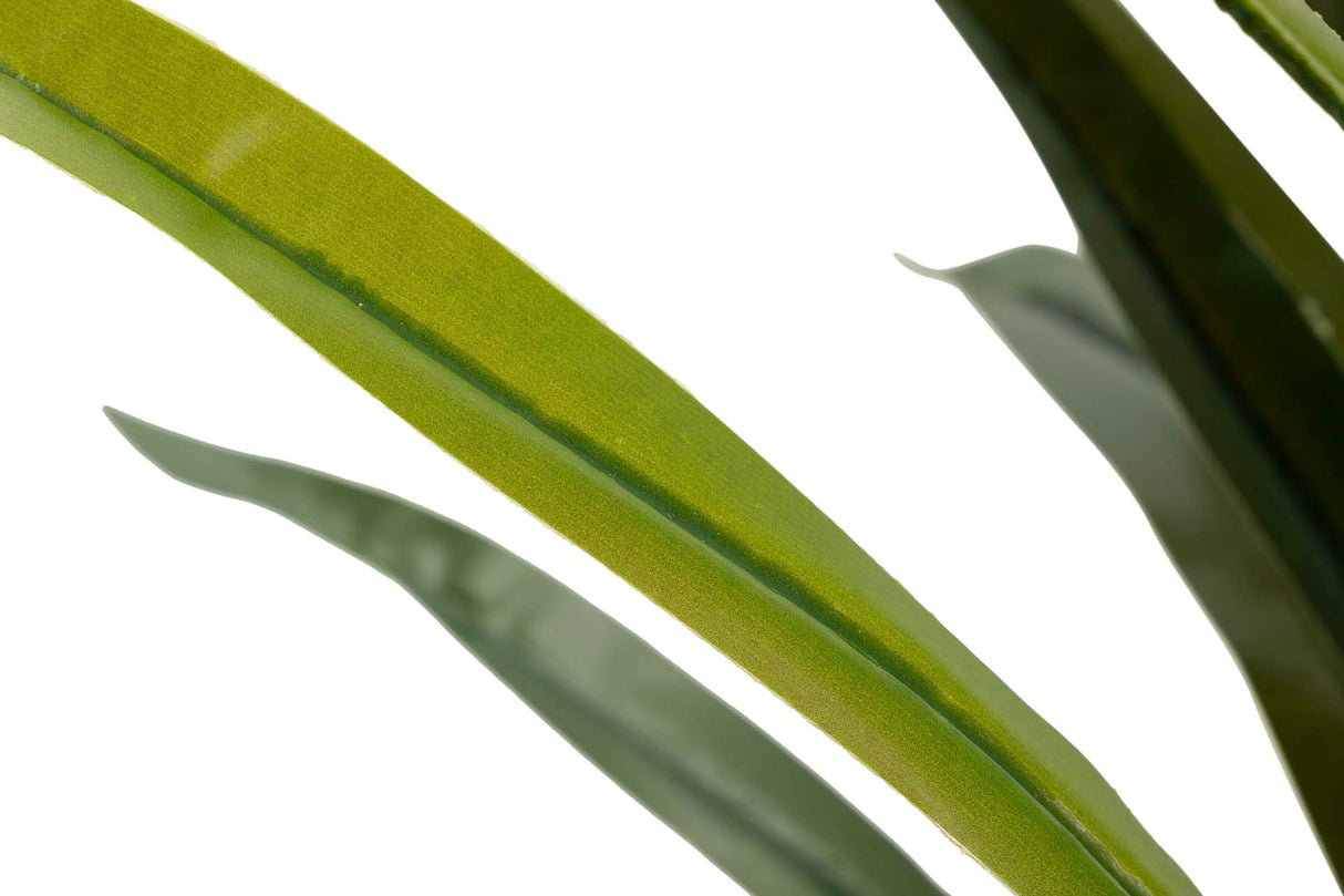 Narciso 70x70x100 cm plante