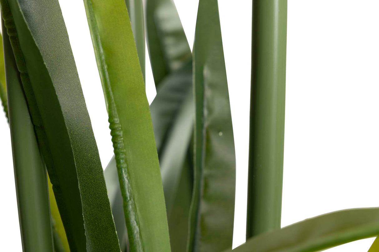 Narciso 70x70x100 cm plante