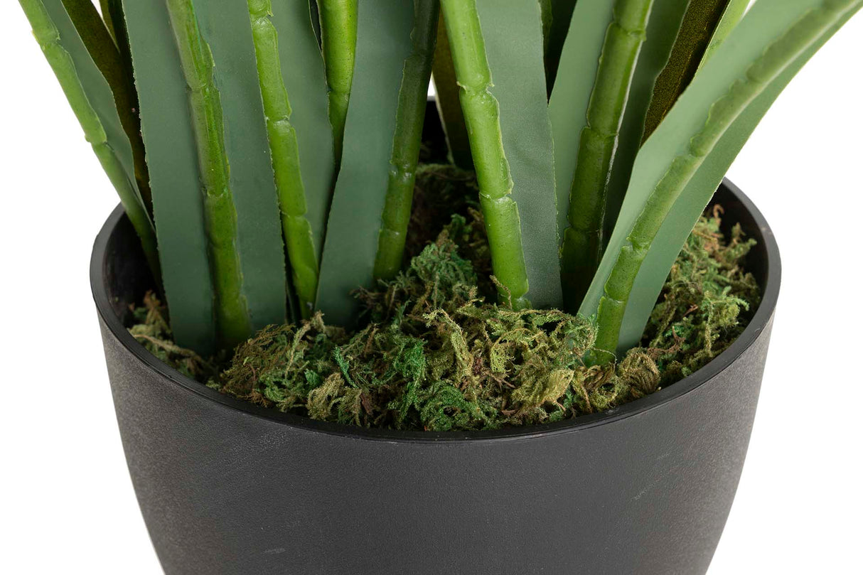 Narciso 70x70x100 cm plante