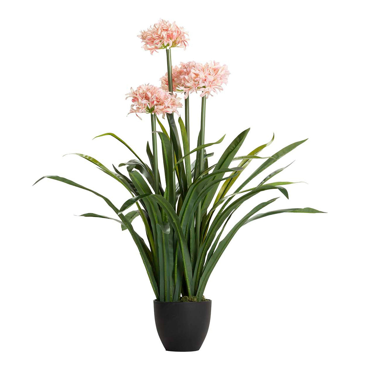 Narciso 70x70x100 cm plante