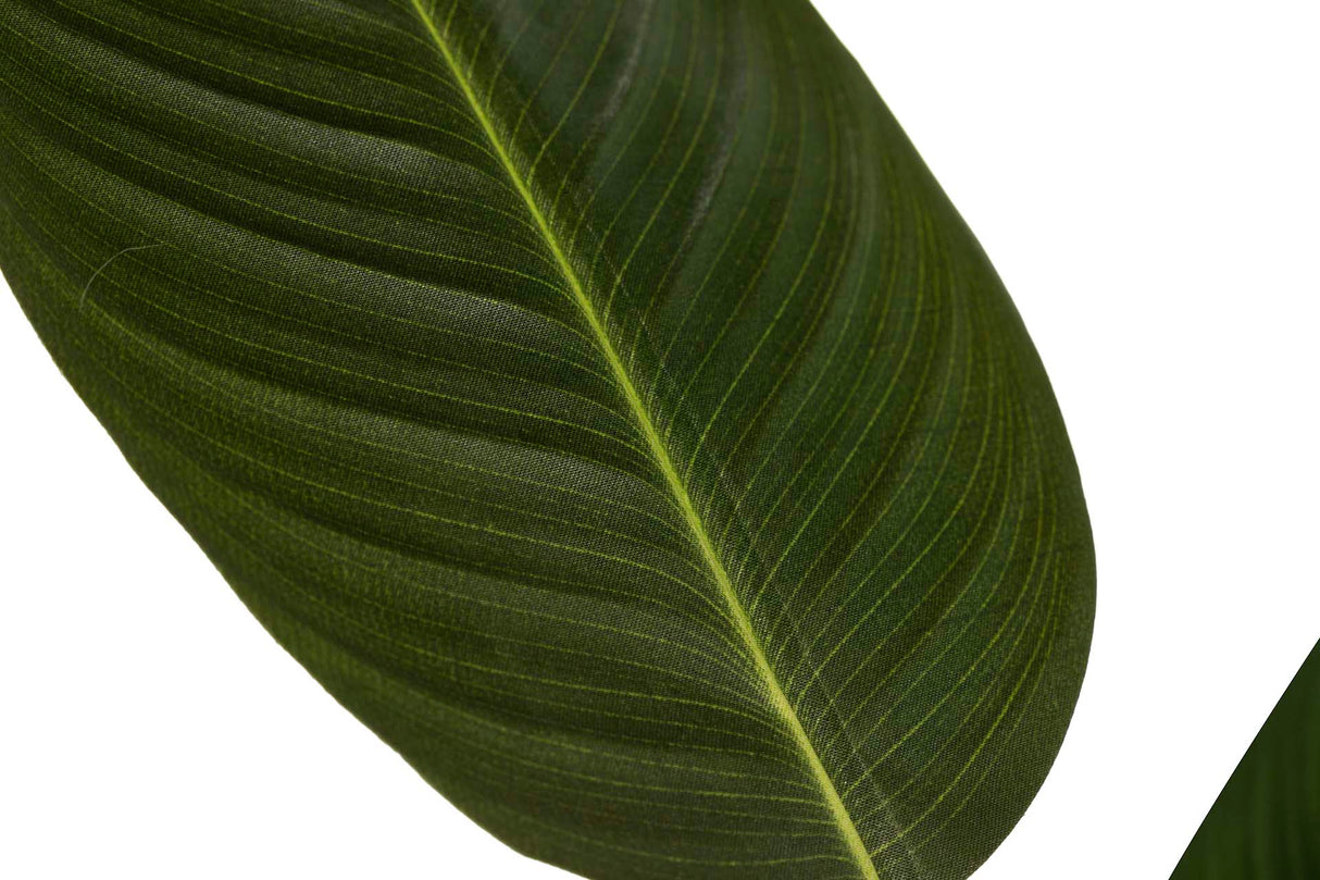 PARAISO PLANT 65X65X193 CM