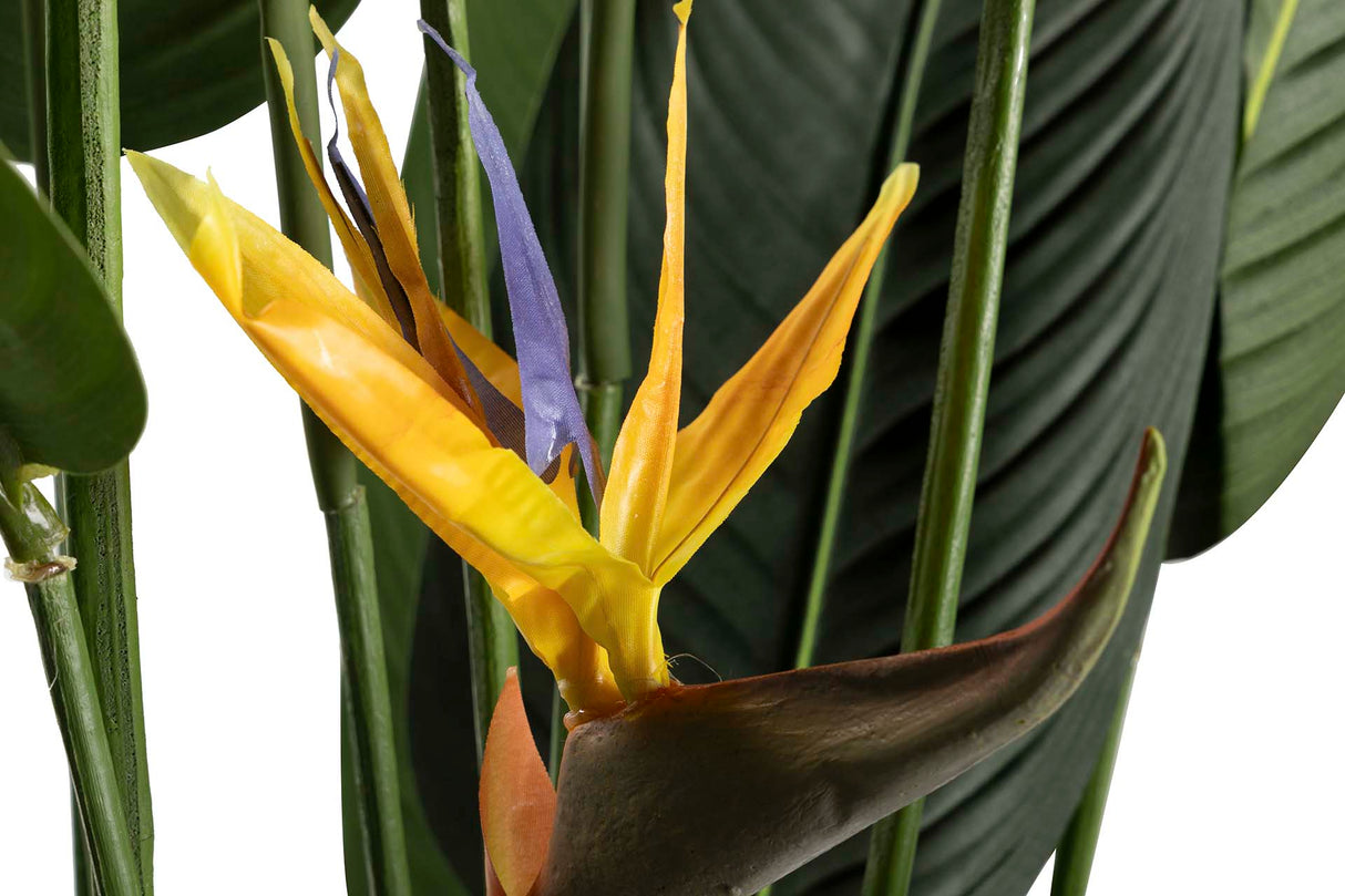 PARAISO PLANT 65X65X193 CM