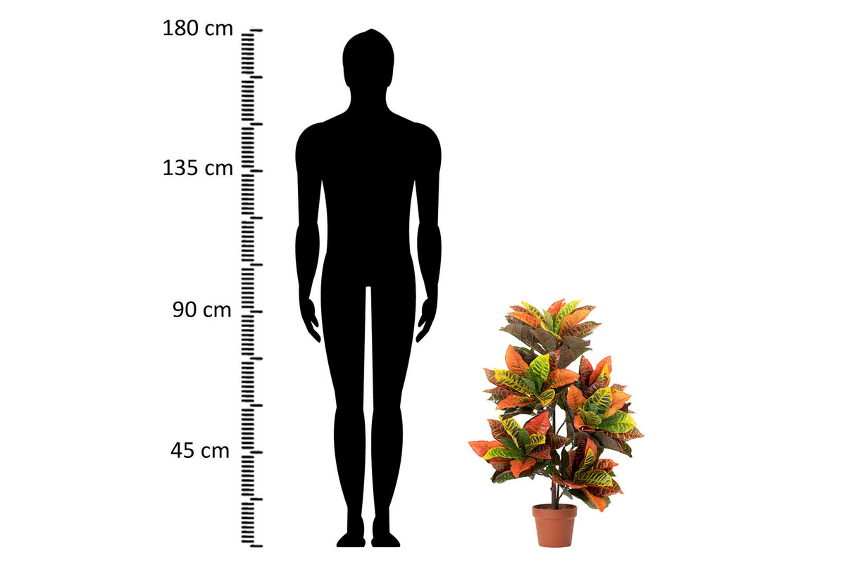 Codiaeum variegatum 60x60x100 cm