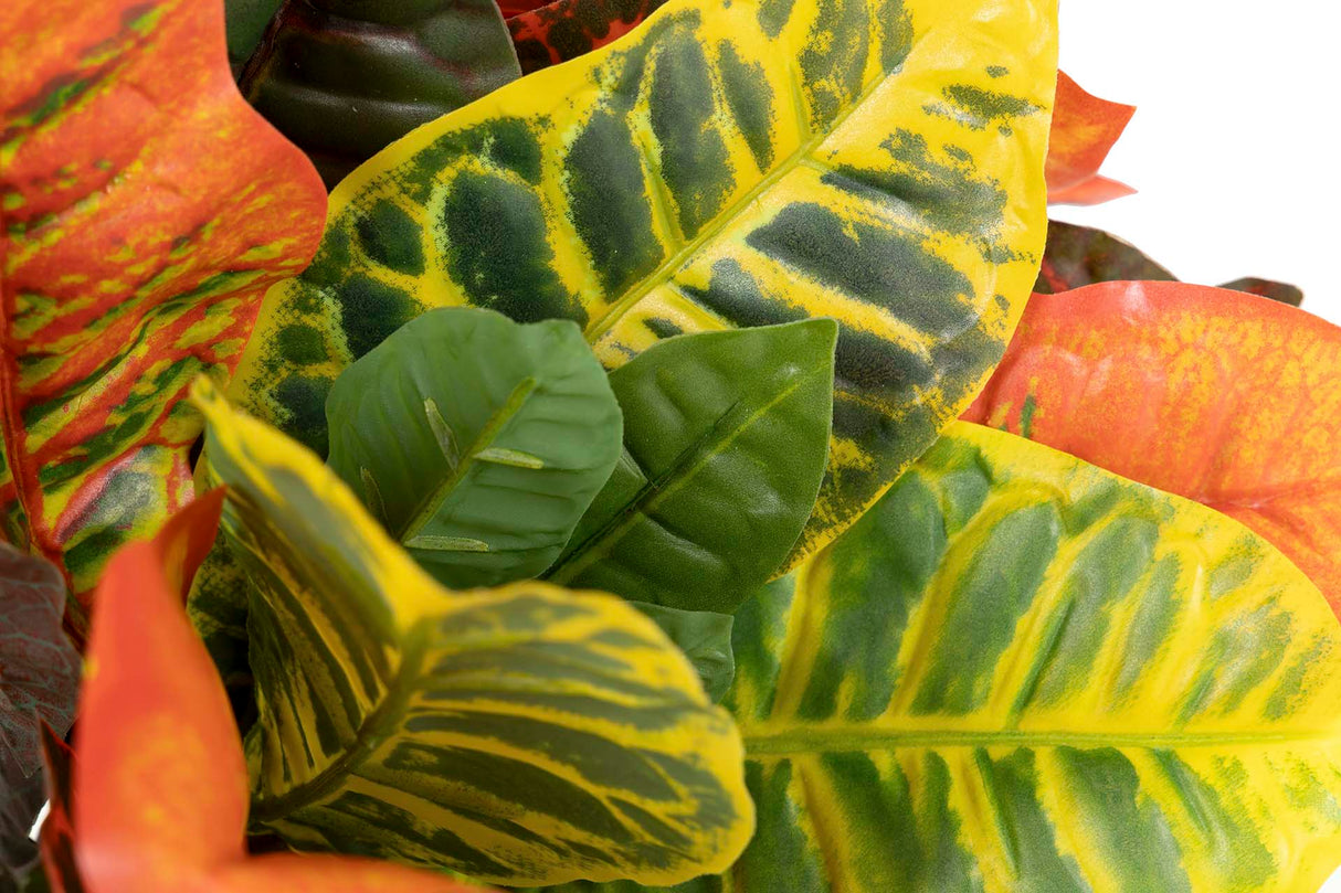 Codiaeum variegatum 60x60x100 cm