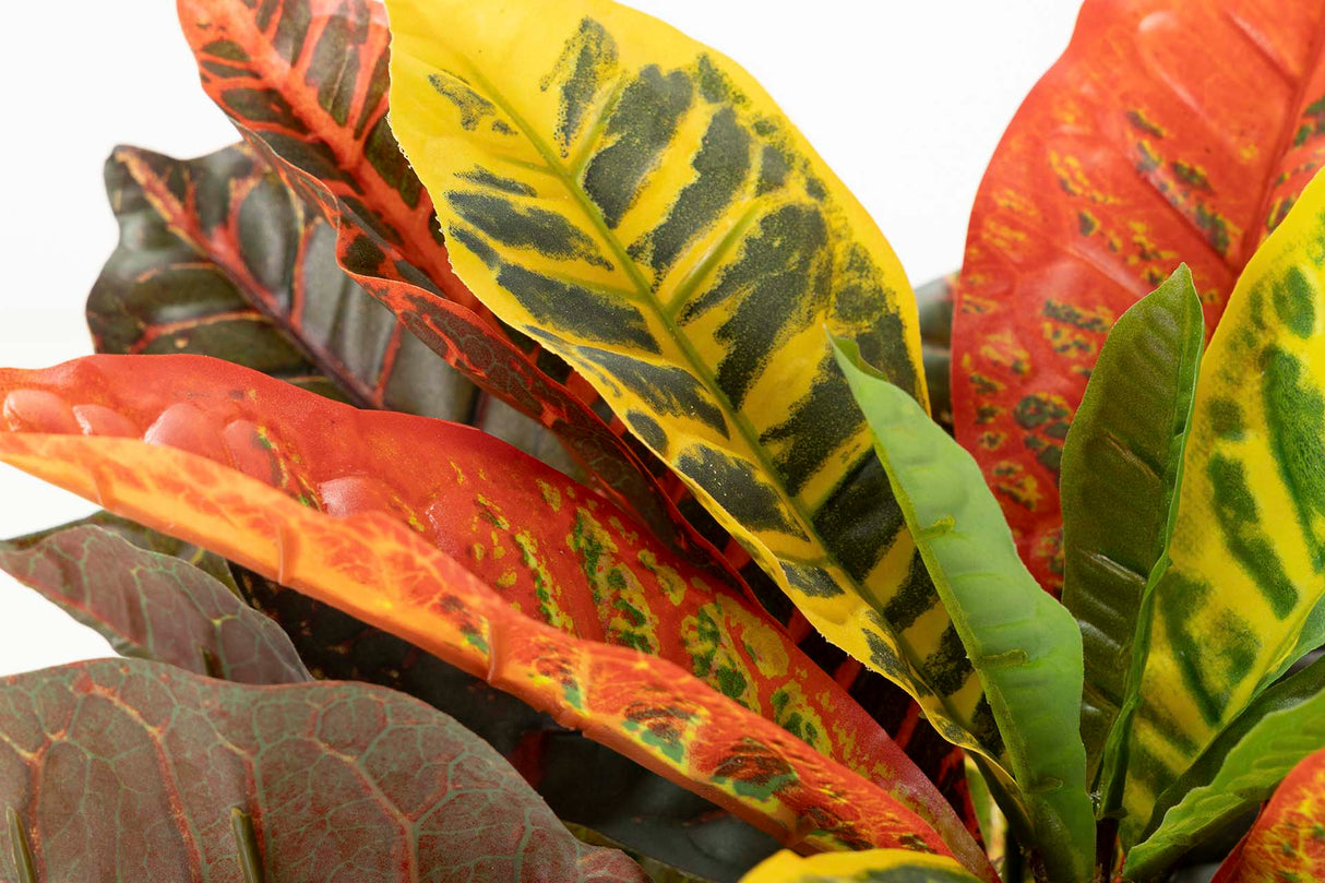 Codiaeum variegatum 60x60x100 cm