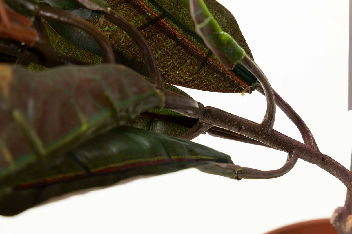 Codiaeum variegatum 60x60x100 cm