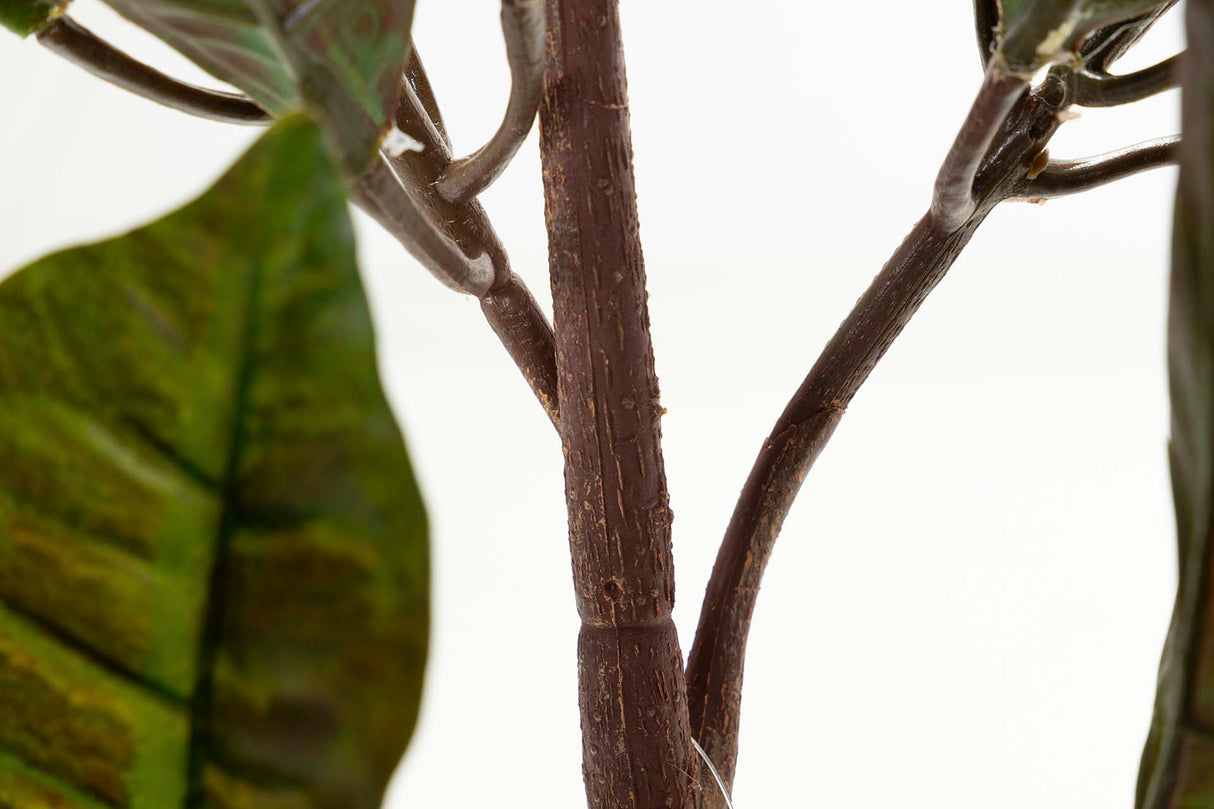 Codiaeum variegatum 60x60x100 cm