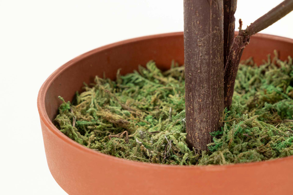 Codiaeum variegatum 60x60x100 cm