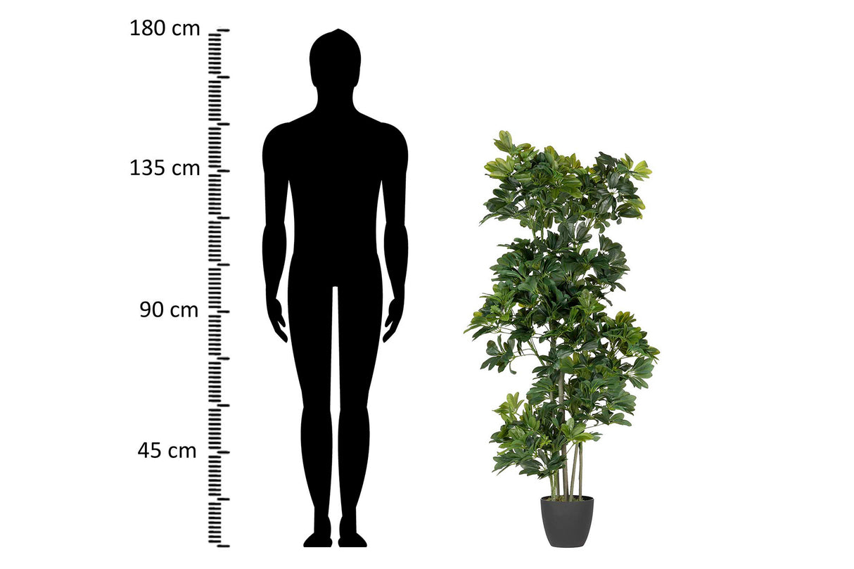 60x60x145 cm Arboricola schefflera Plant