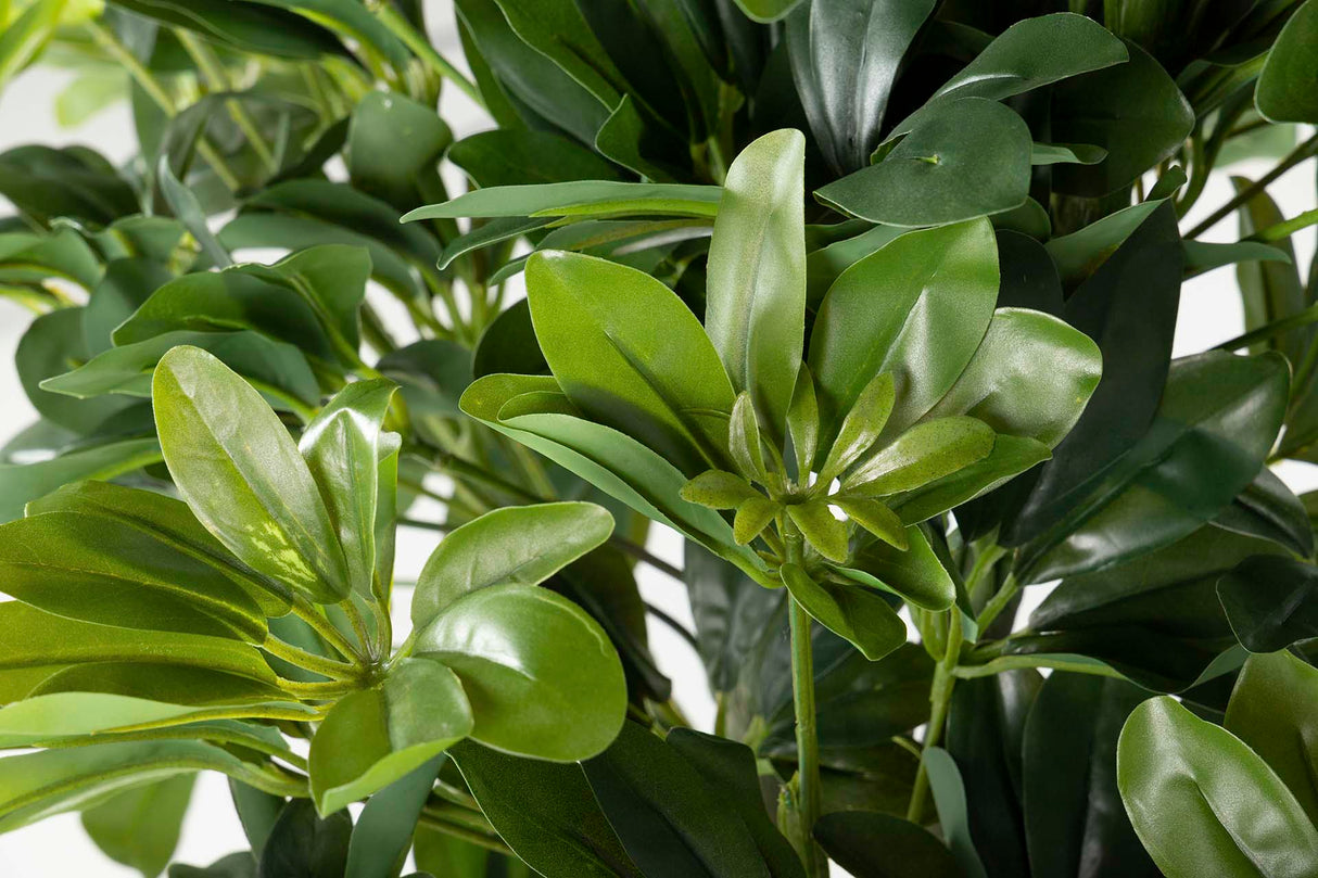60x60x145 cm Arboricola schefflera Plant