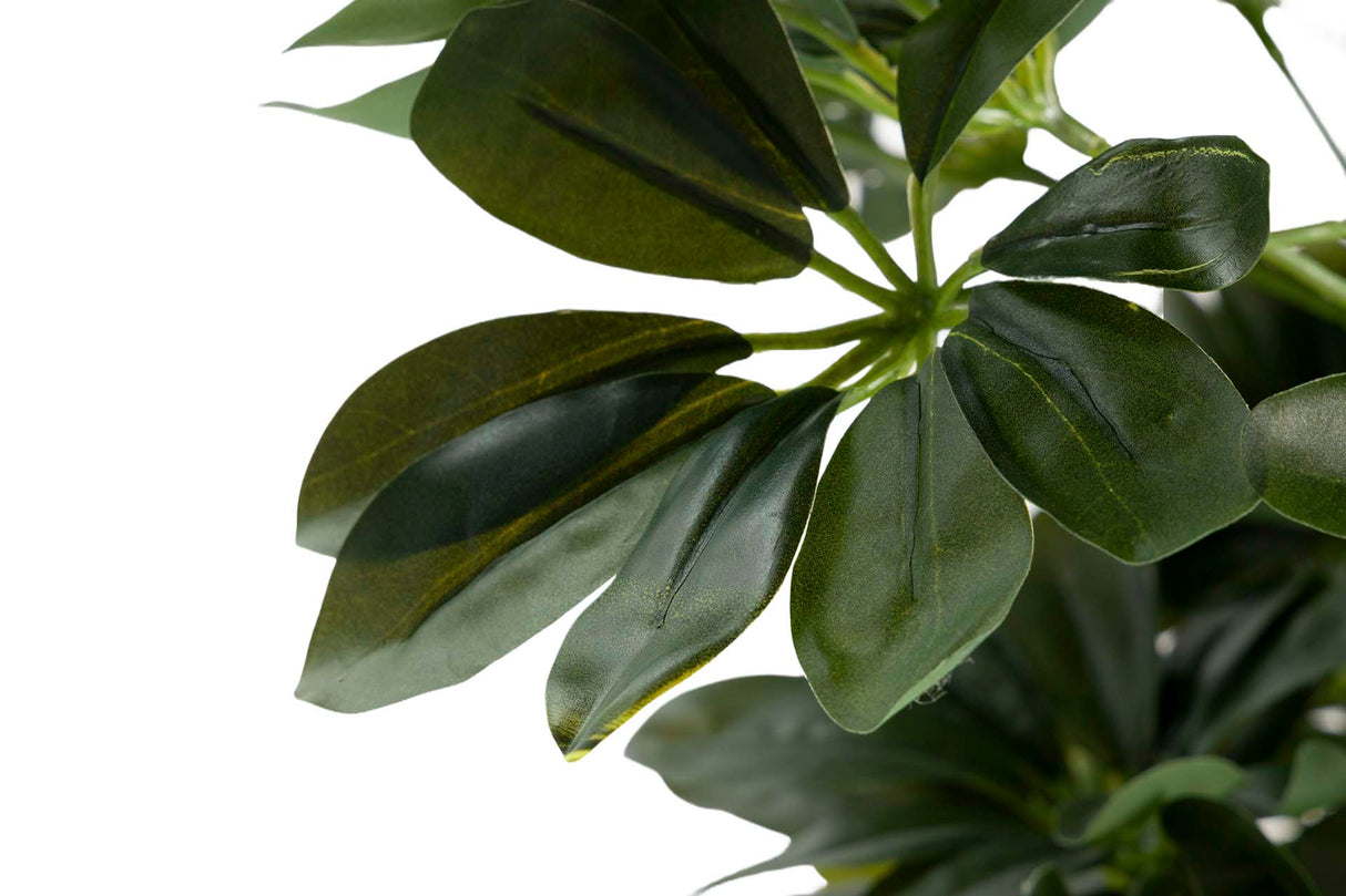 60x60x145 cm Arboricola schefflera Plant