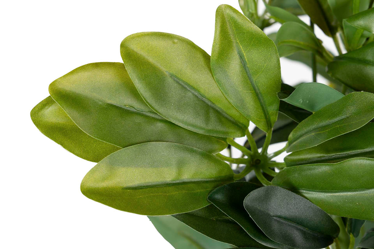 60x60x145 cm Arboricola schefflera Plant