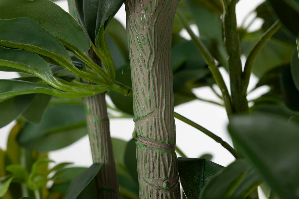 60x60x145 cm Arboricola schefflera Plant