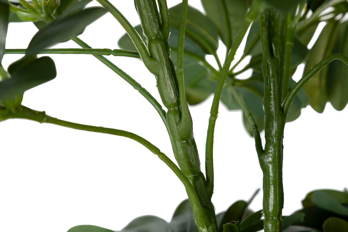 60x60x145 cm Arboricola schefflera Plant