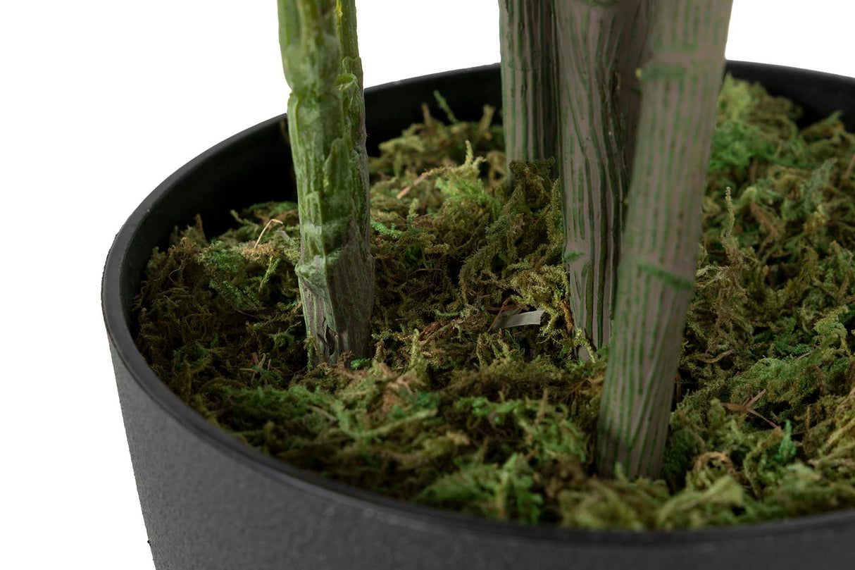 60x60x145 cm Arboricola schefflera Plant