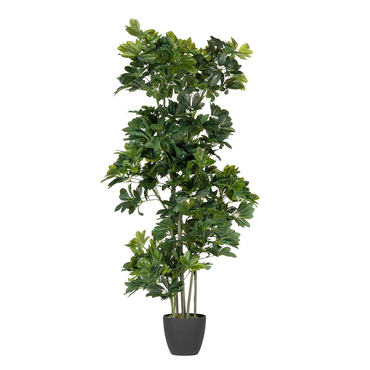 60x60x145 cm Arboricola schefflera Plant