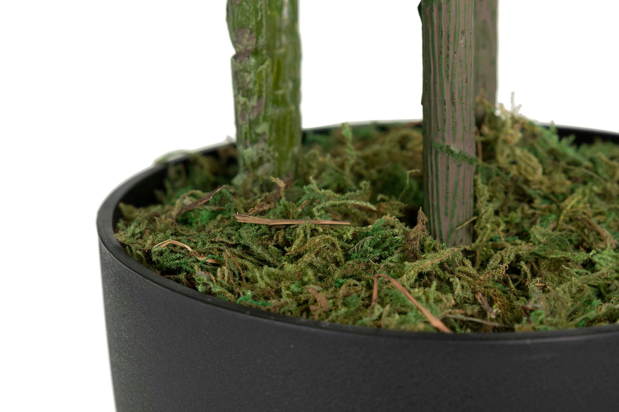 50x50x95 cm Arboricola Scheffle Plant