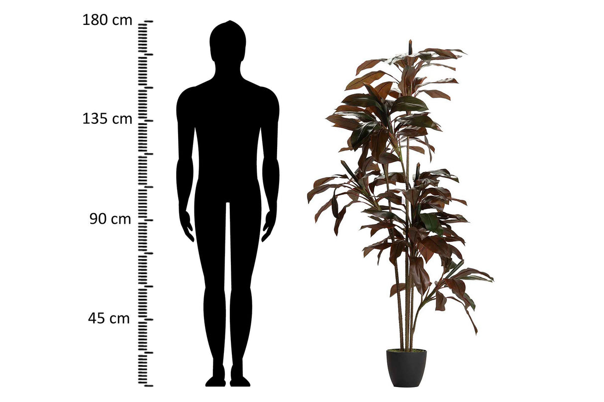 PLANTA ORDYLINE FRUTICOSA 80x80x170 CM
