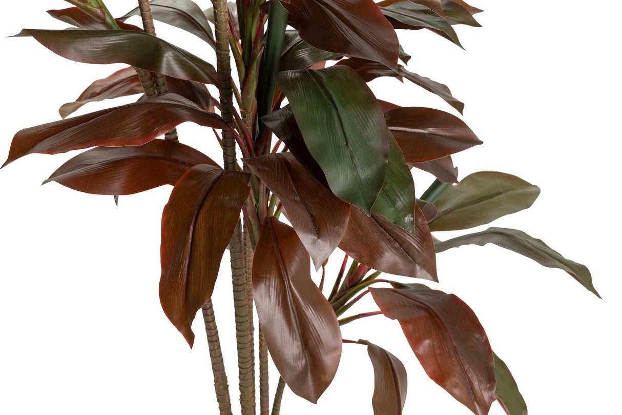 PLANTA ORDYLINE FRUTICOSA 80x80x170 CM