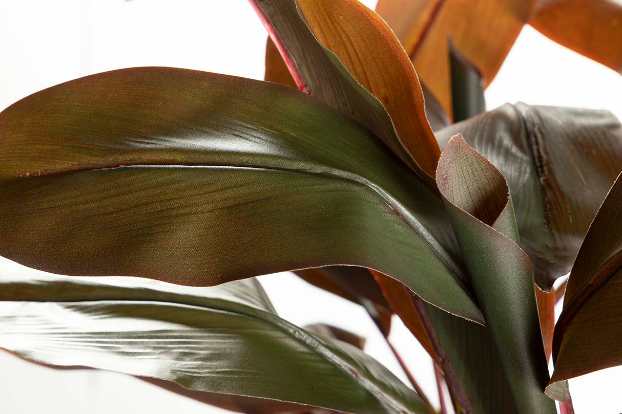 PLANTA ORDYLINE FRUTICOSA 80x80x170 CM