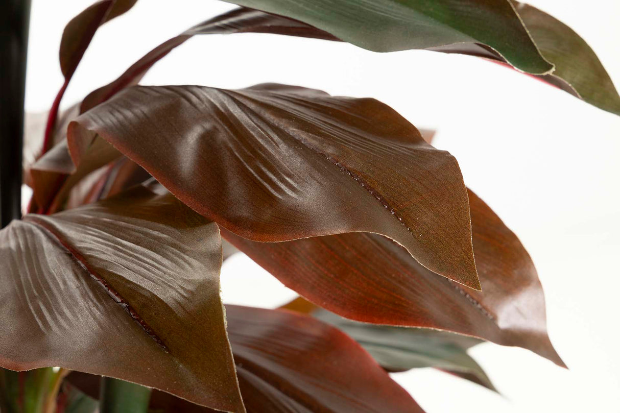 PLANTA ORDYLINE FRUTICOSA 80x80x170 CM