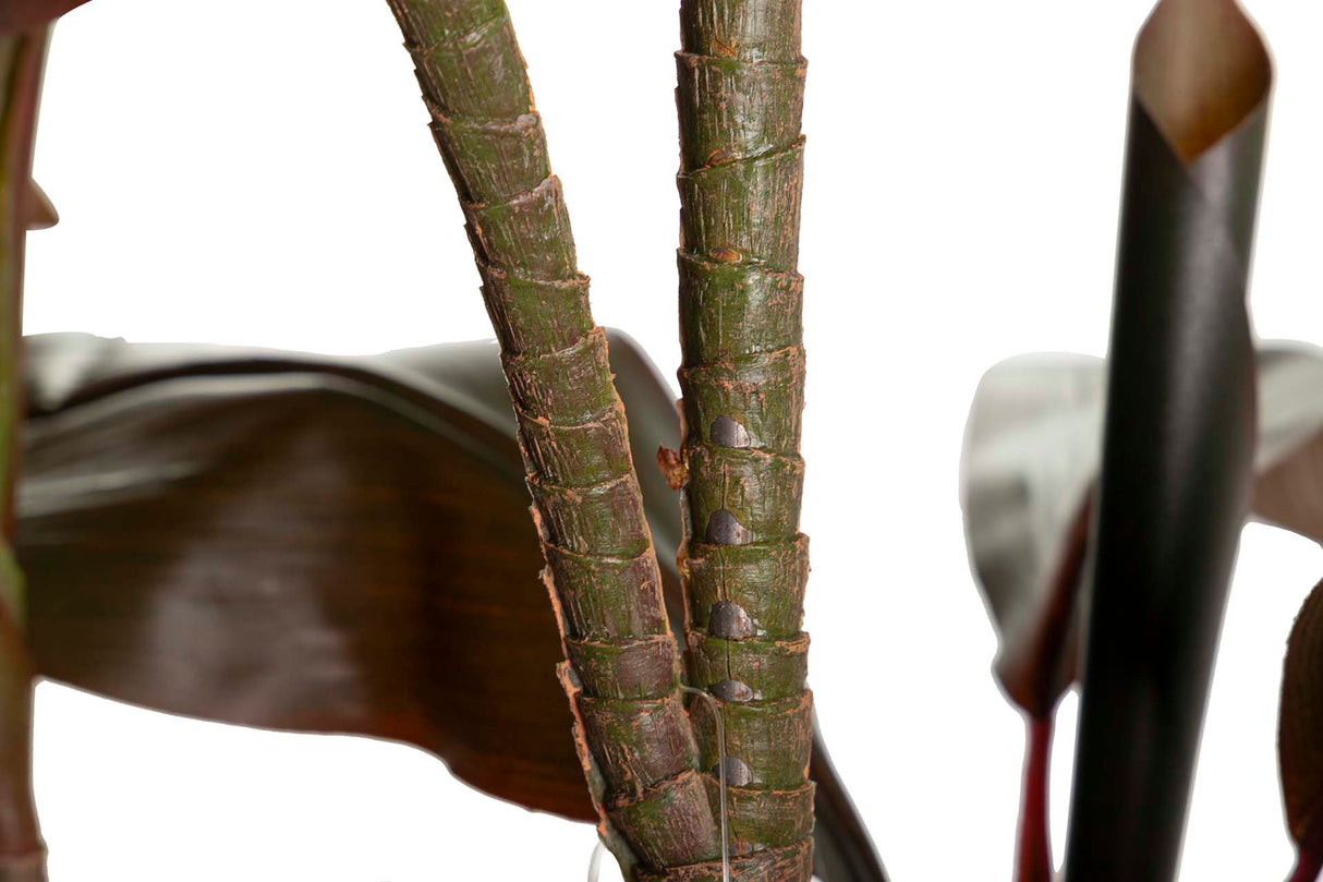 PLANTA ORDYLINE FRUTICOSA 80x80x170 CM