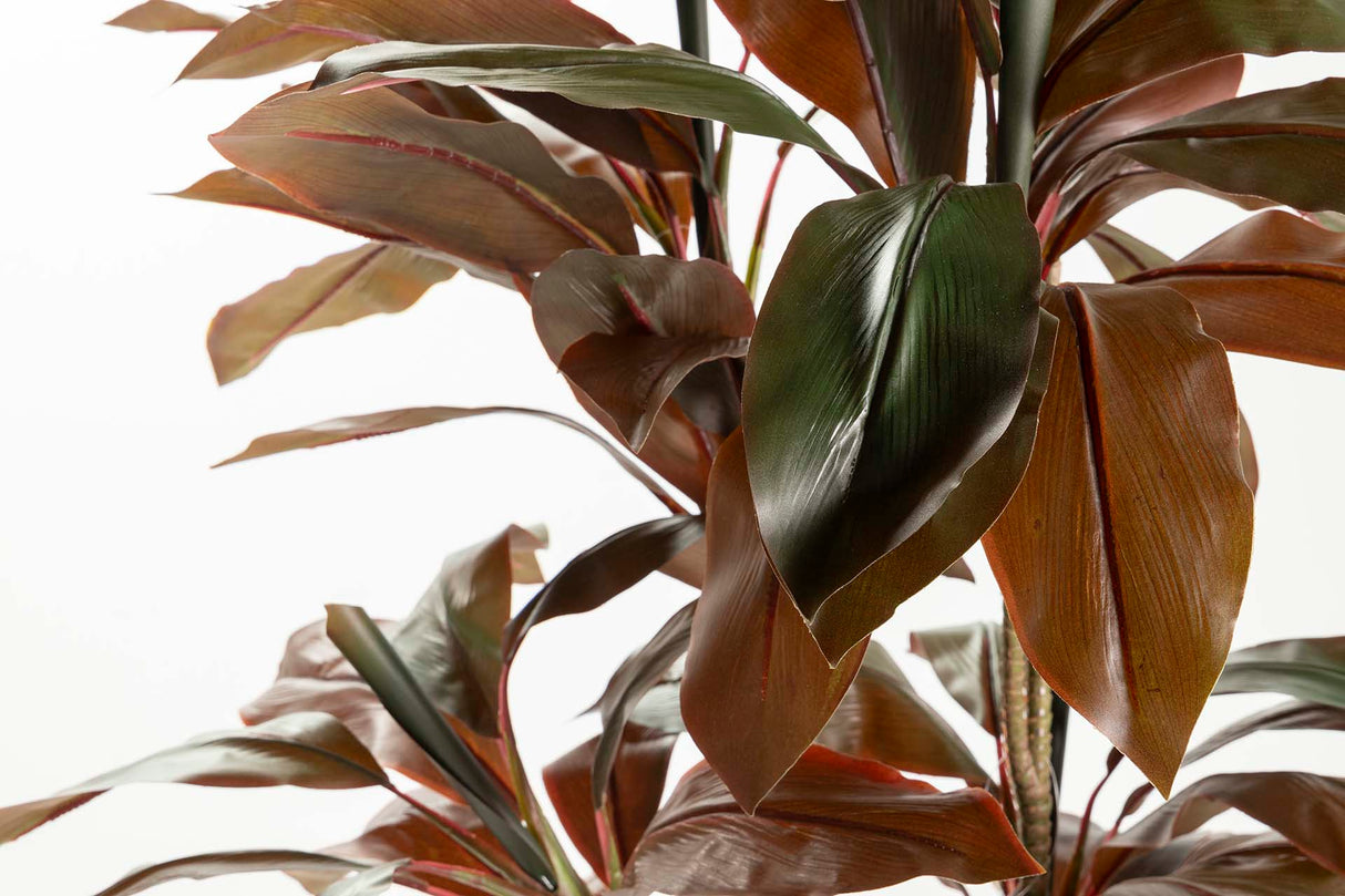 PLANTA ORDYLINE FRUTICOSA 80x80x170 CM