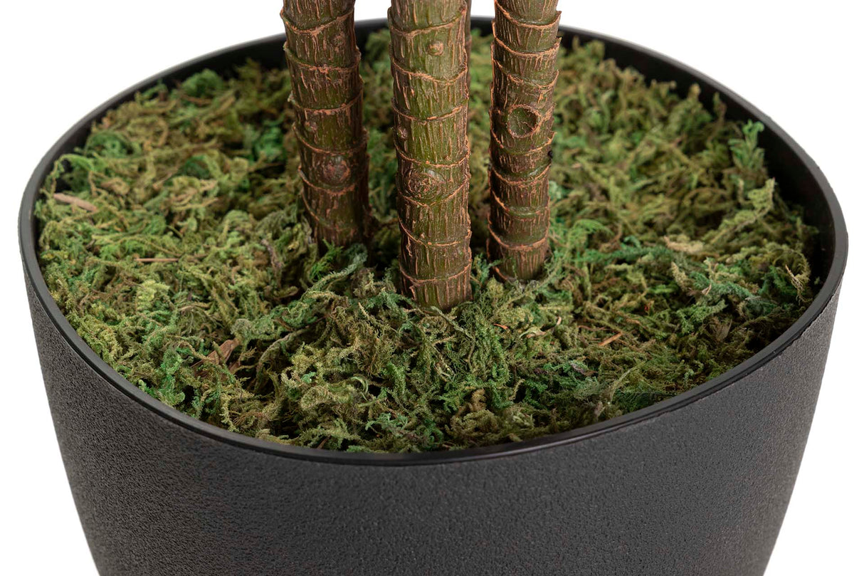 PLANTA ORDYLINE FRUTICOSA 80x80x170 CM