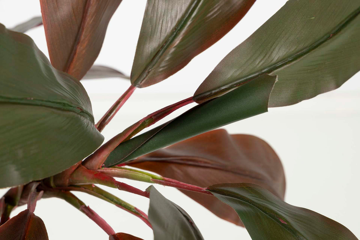 70x60x110 cm fruitline planta