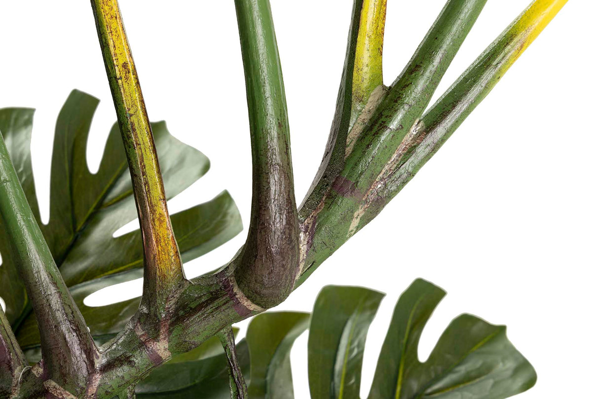 Monster Plant 110x70x155 cm