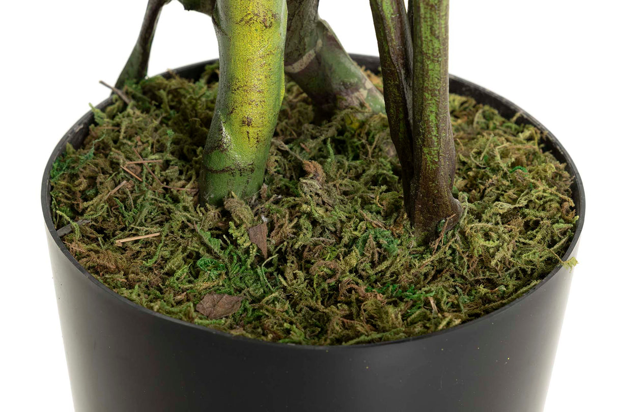 Monster Plant 110x70x155 cm