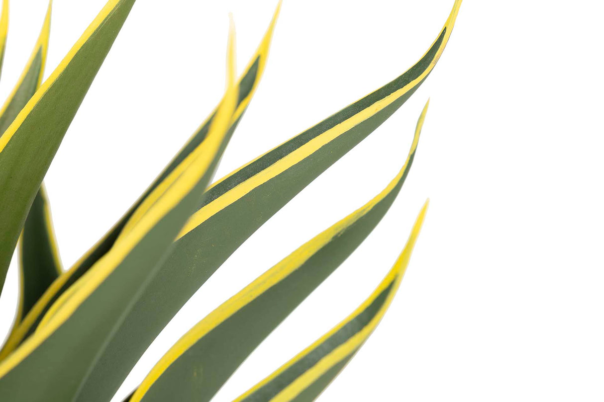 Atenuata 50x50x60 cm plante