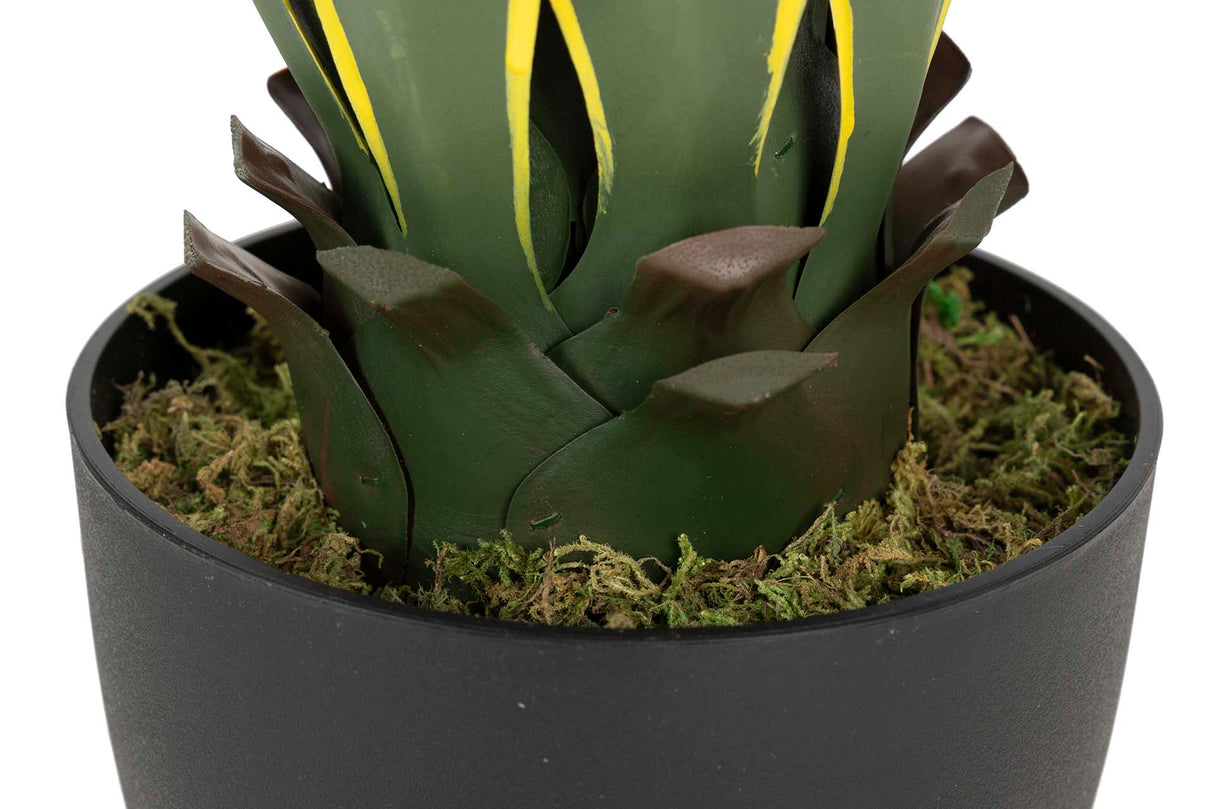 Atenuata 50x50x60 cm plante