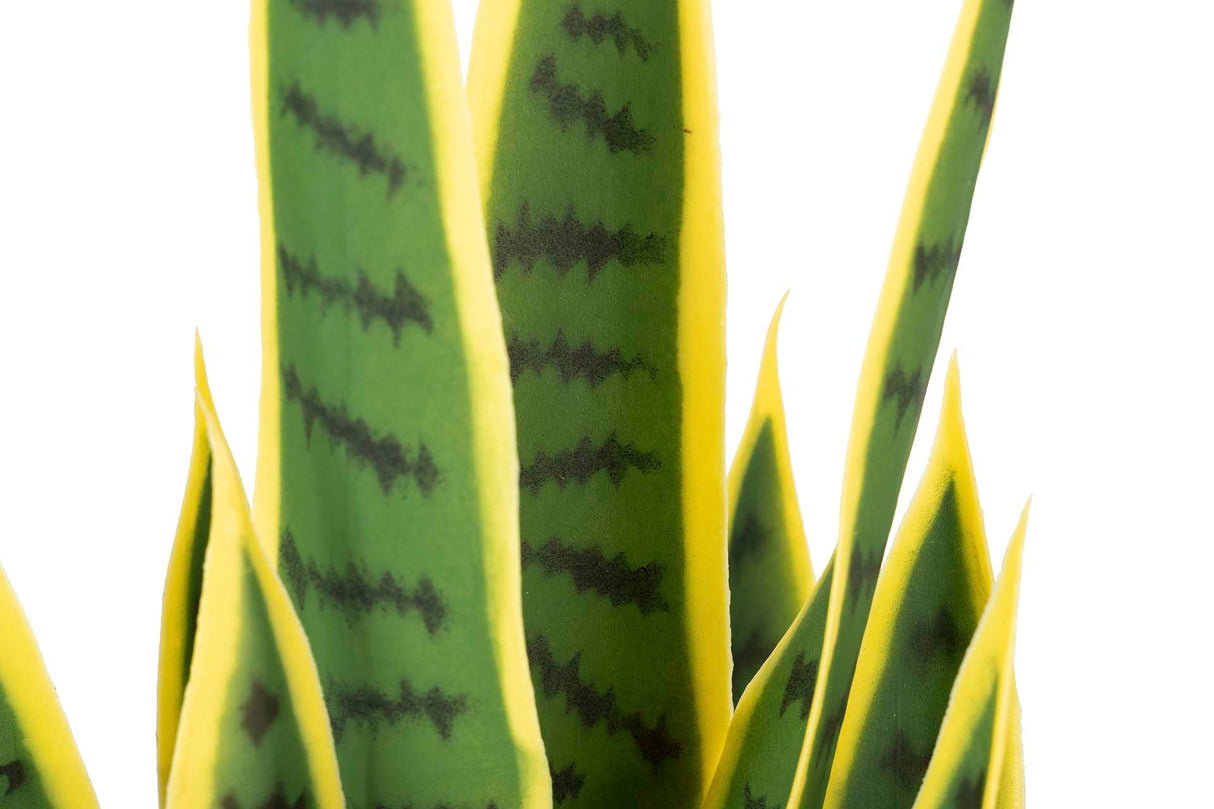Sansewieria Trifasciata Plant 25x25x85 cm