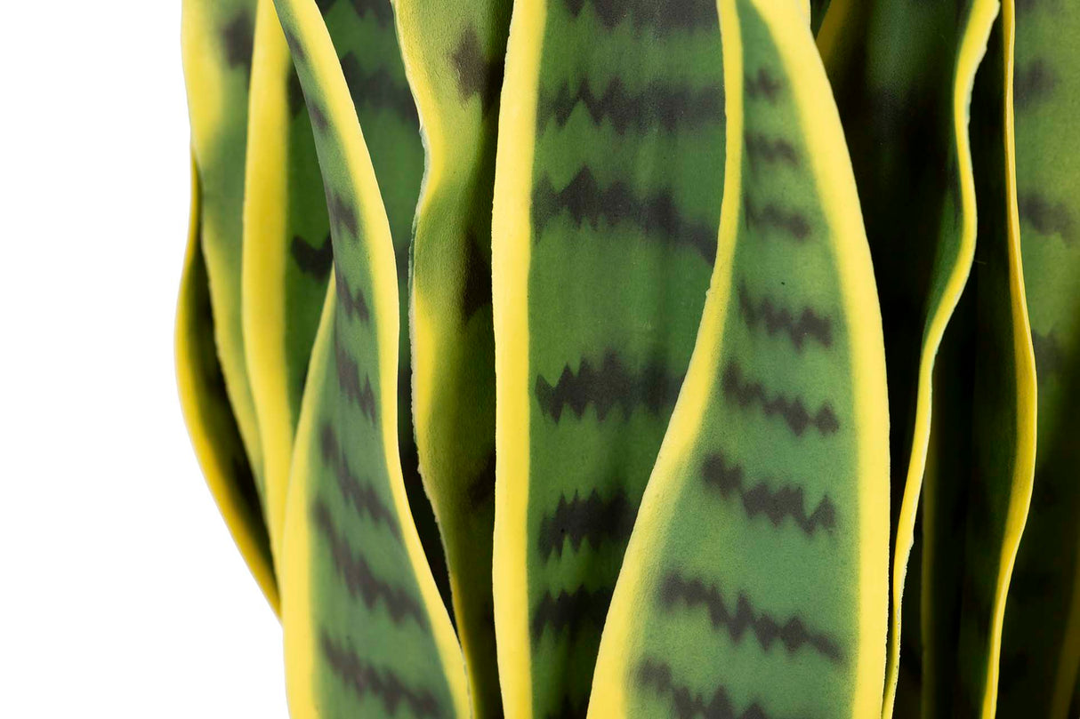 Sansewieria Trifasciata Plant 25x25x85 cm